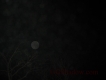 IMG0001.jpg