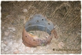 Belchite - GShadow.com - Dic07 - 031.jpg